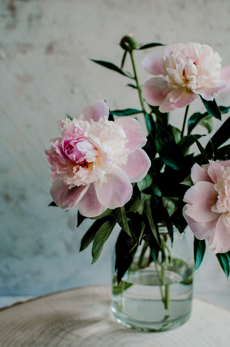 插到花瓶里的粉色花朵摄影高清图片