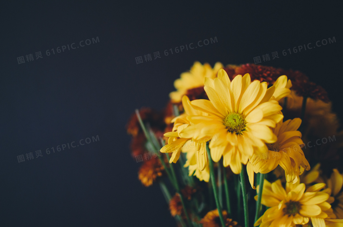 鲜艳黄色菊花花束特写摄影高清图片