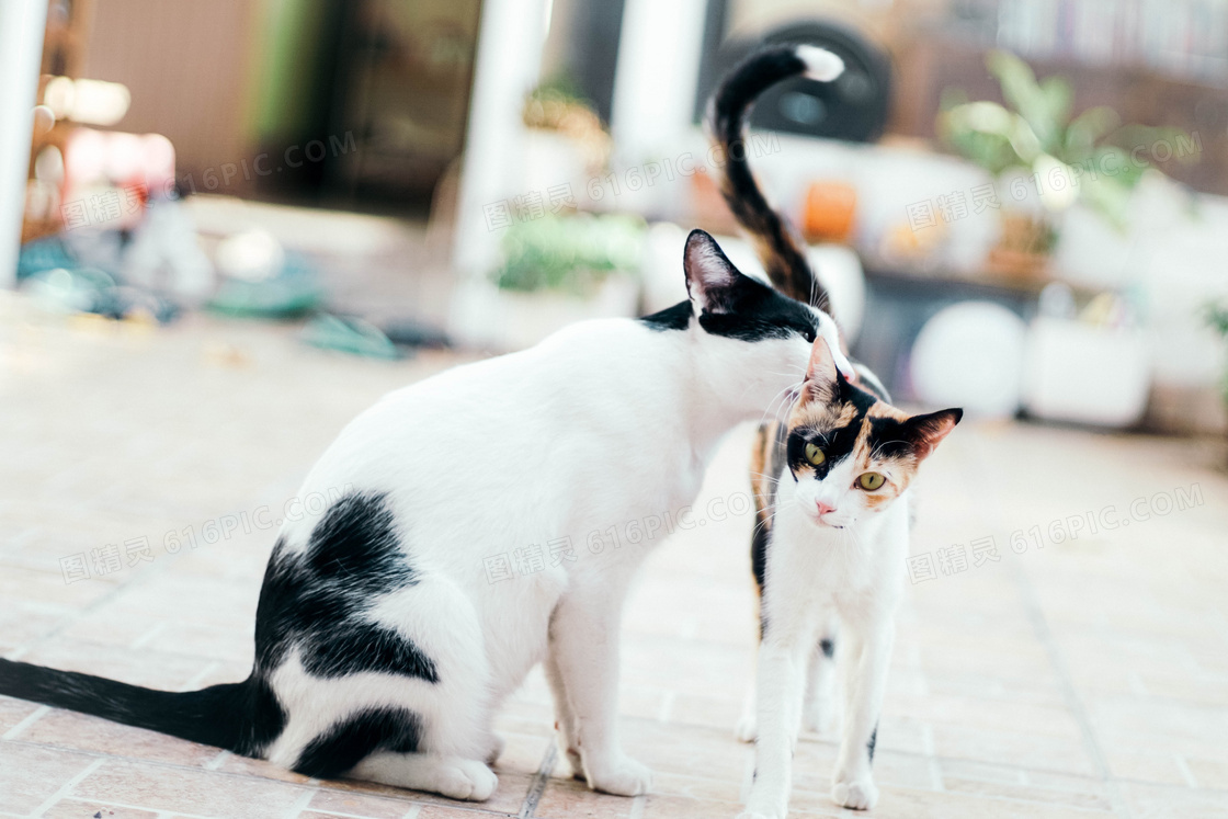 身上有黑白花色的猫咪摄影高清图片