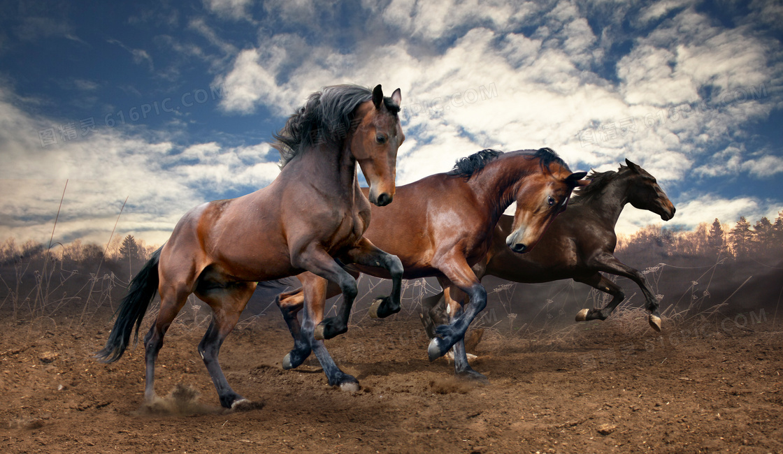 草原上齐头并进的马匹摄影高清图片