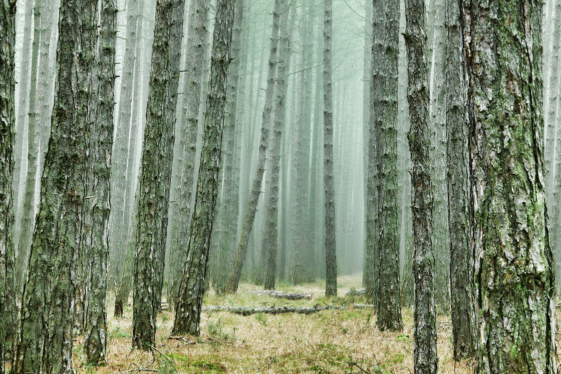 薄雾笼罩中的树林风景摄影高清图片
