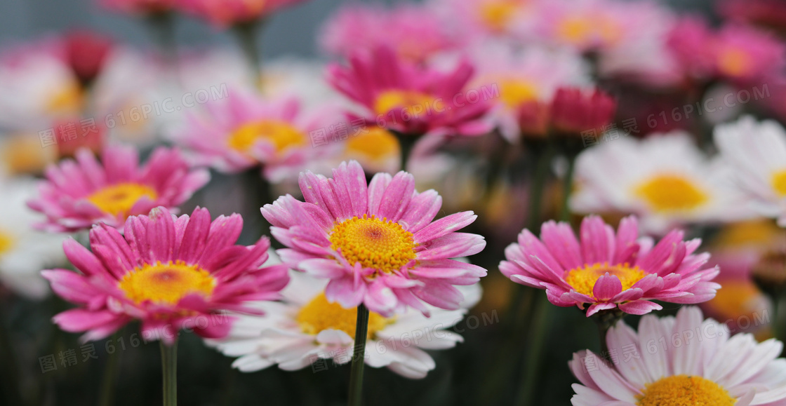 粉红与白色的雏菊花卉植物高清图片
