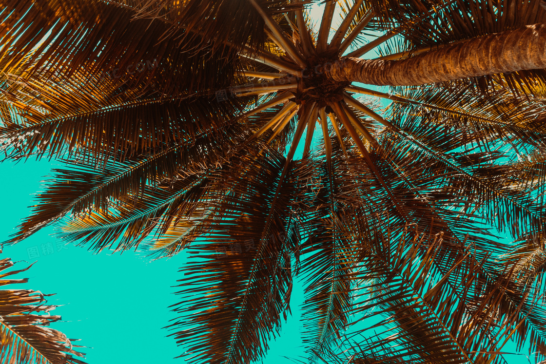 仰视角度椰树近景特写摄影高清图片