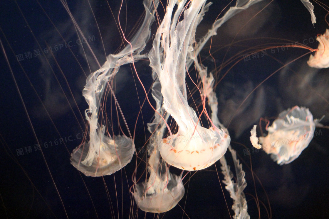 海水中游荡的水母特写摄影高清图片