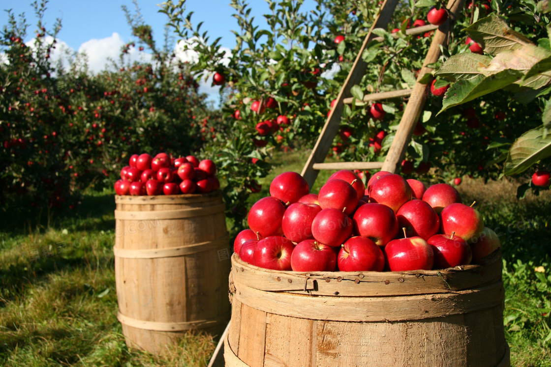 收获季果园里采摘的红苹果高清图片