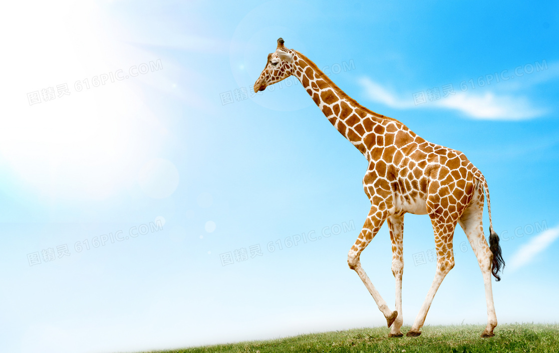 蓝天白云与长颈鹿动物摄影高清图片
