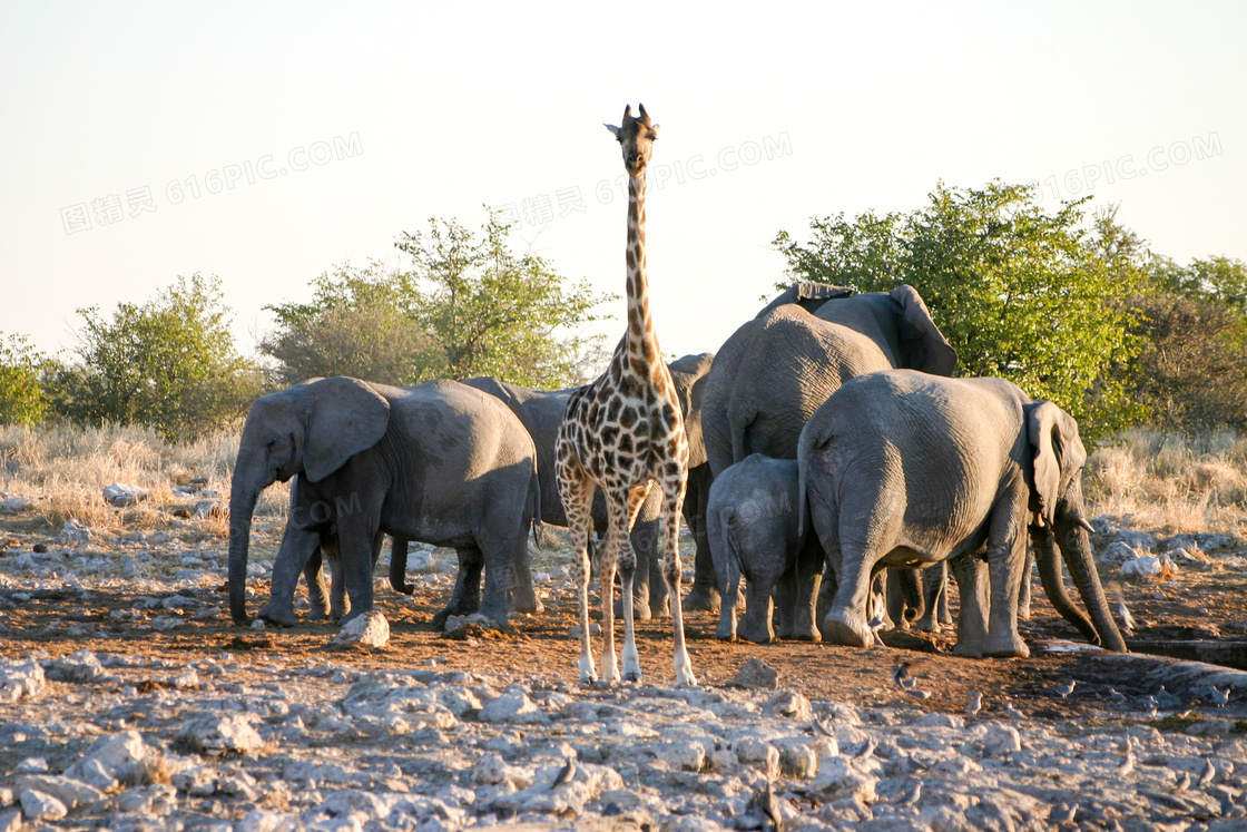 长颈鹿与聚集在一起的大象高清图片