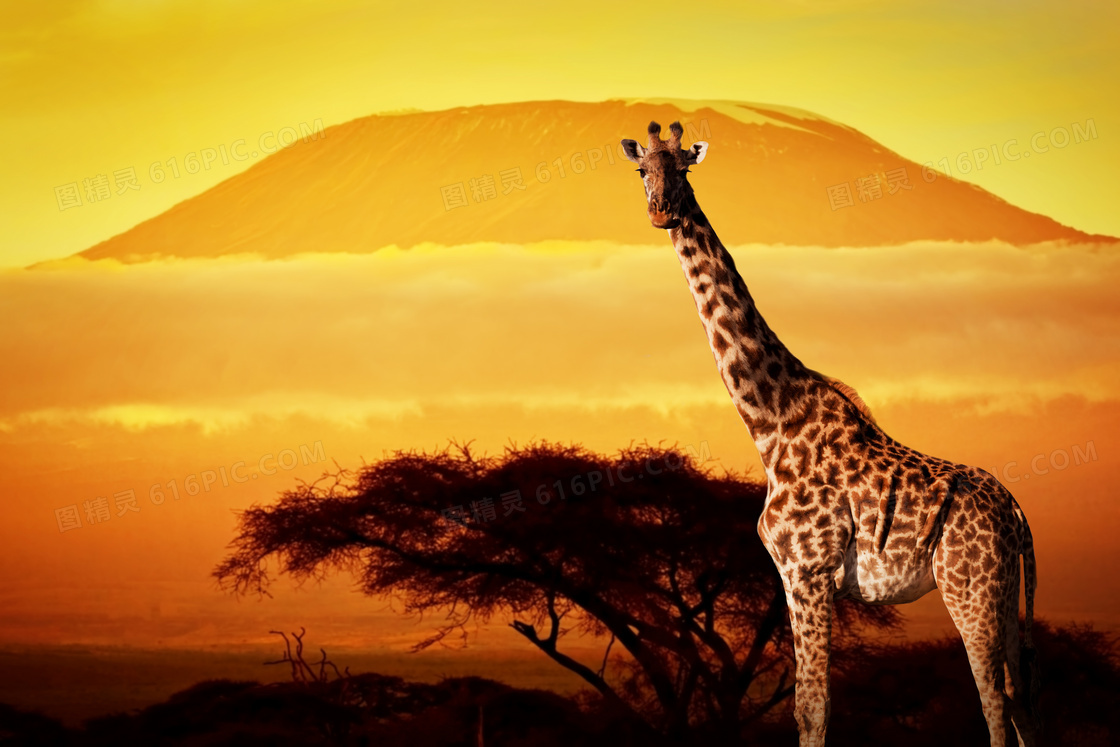 大山树木与长颈鹿主题摄影高清图片
