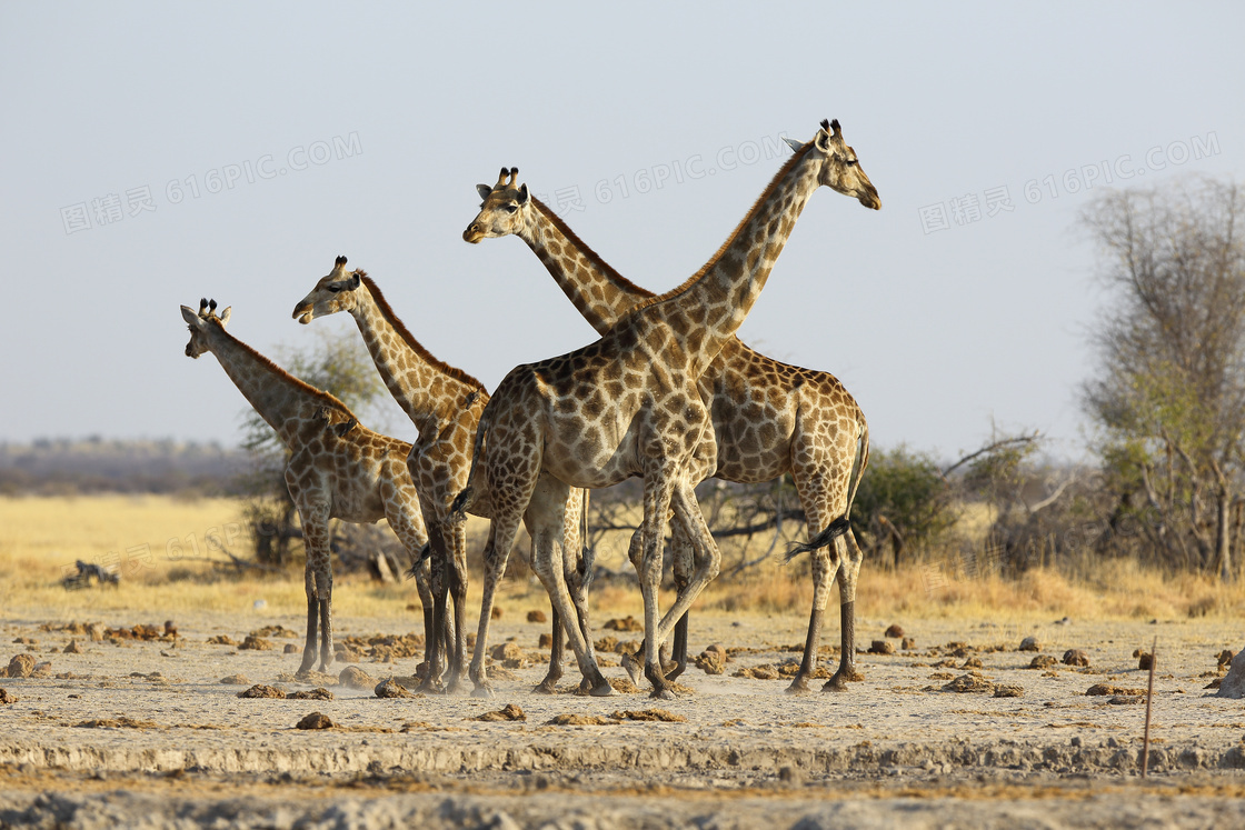 聚集在一起的长颈鹿们摄影高清图片