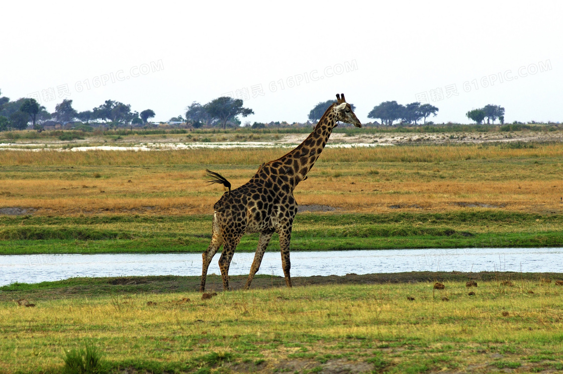 走在草原河边的长颈鹿摄影高清图片