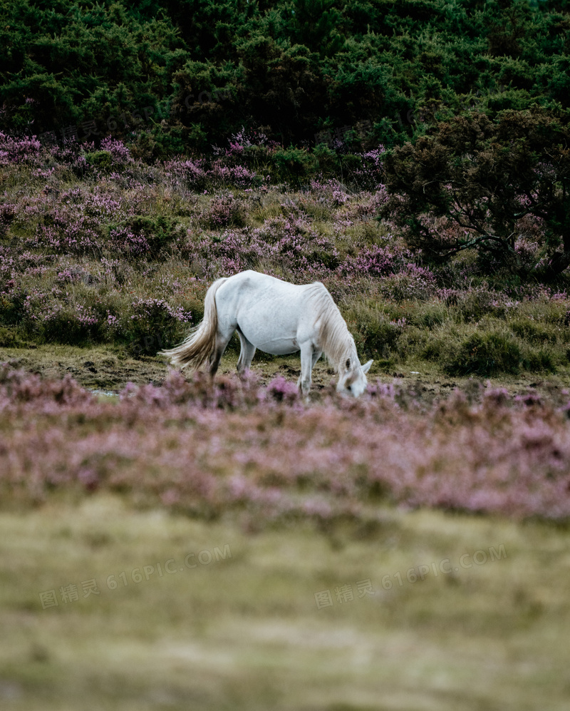 在野外低头吃草的白马摄影高清图片