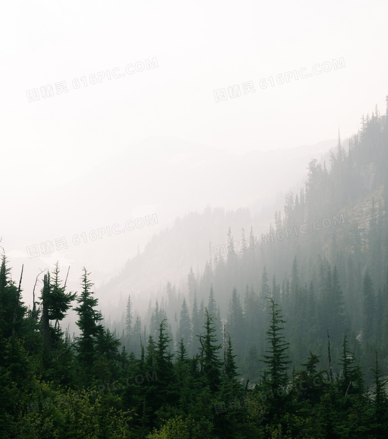 山坡上的树木植被风光摄影高清图片