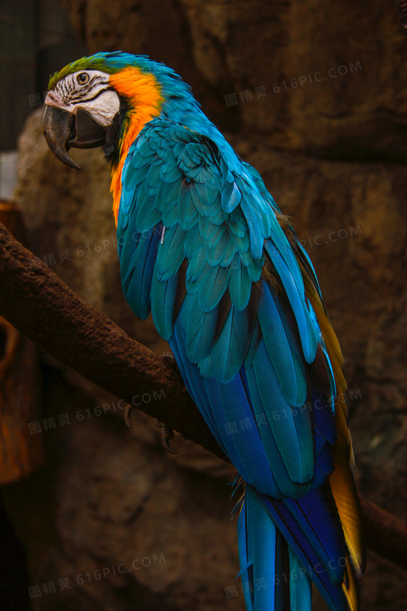 树枝上的蓝羽鹦鹉特写摄影高清图片