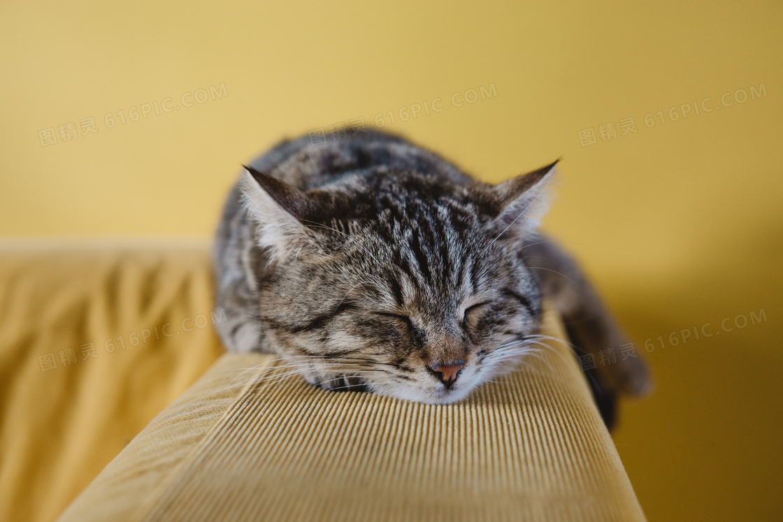 趴沙发上睡觉的宠物猫摄影高清图片
