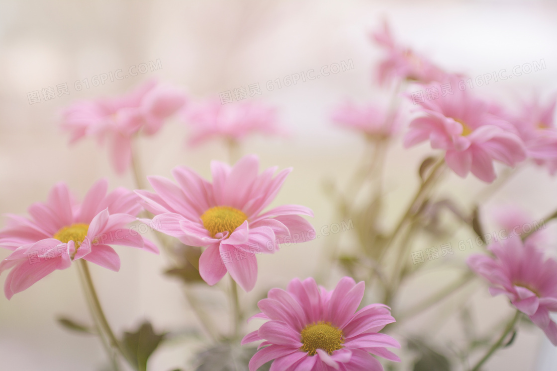 粉红色的菊花植物特写摄影高清图片