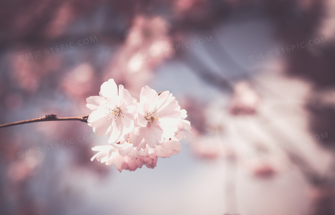 树枝上的白色花朵特写摄影高清图片