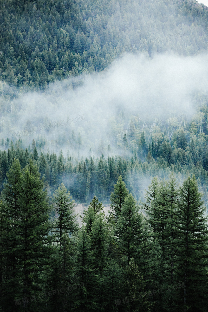 山间浓雾中的树林风光摄影高清图片