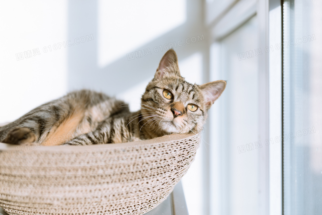 躺在篮子里的猫咪特写摄影高清图片