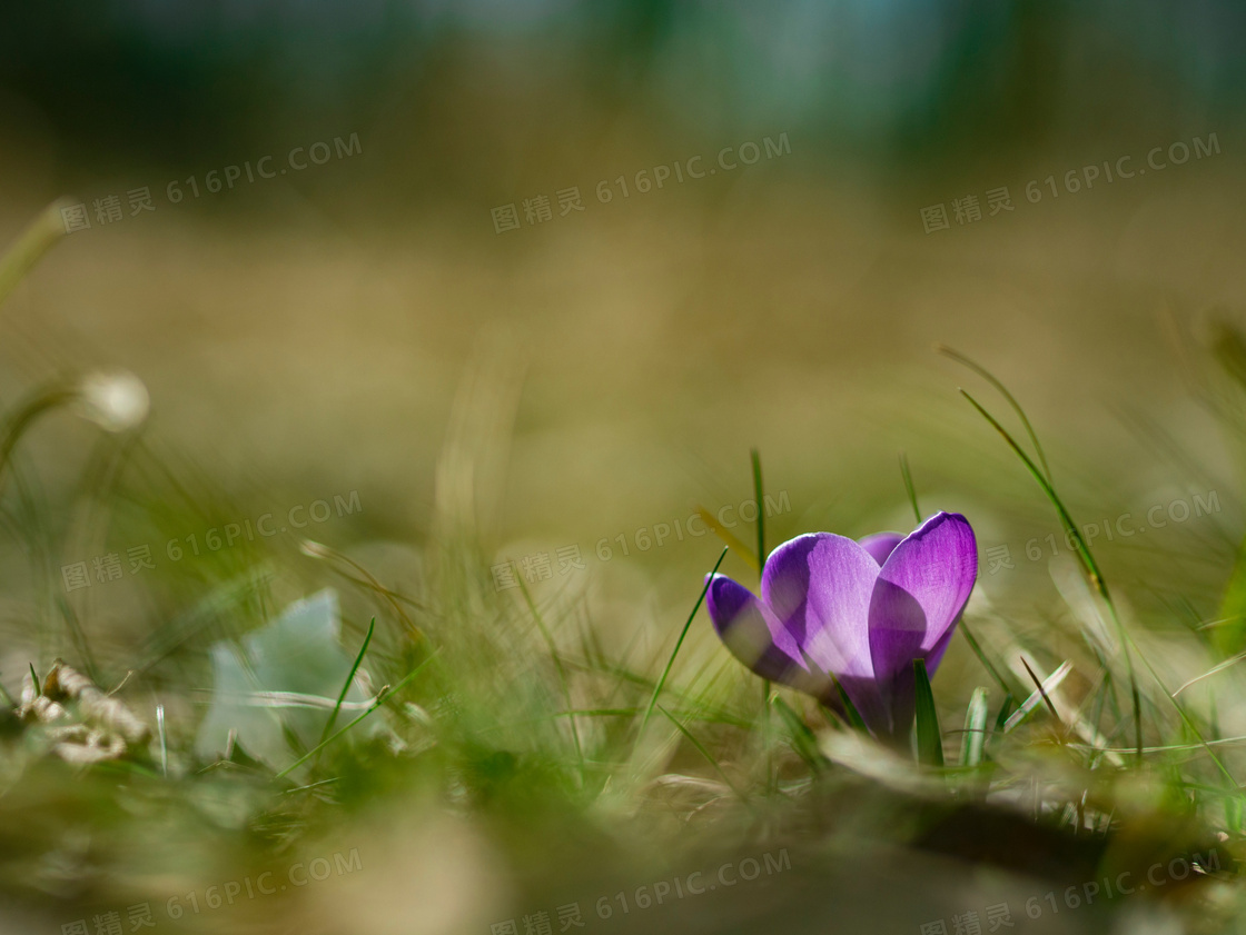 草丛中长出的紫色花朵摄影高清图片