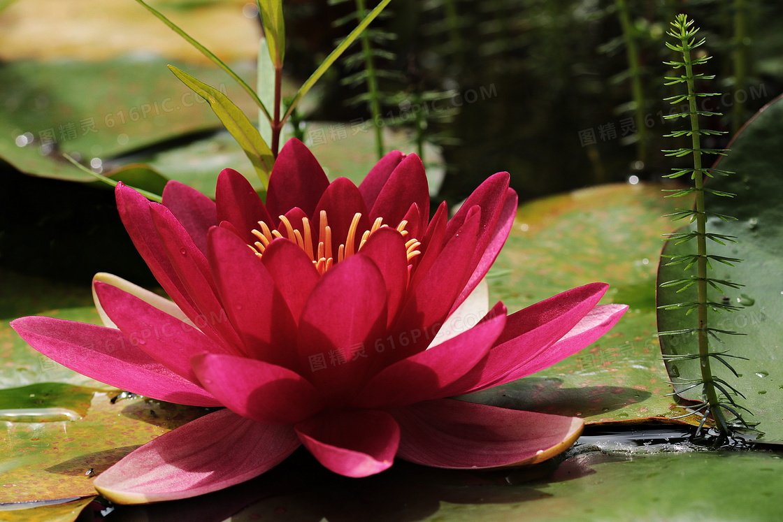 水面上红色花朵的睡莲摄影高清图片
