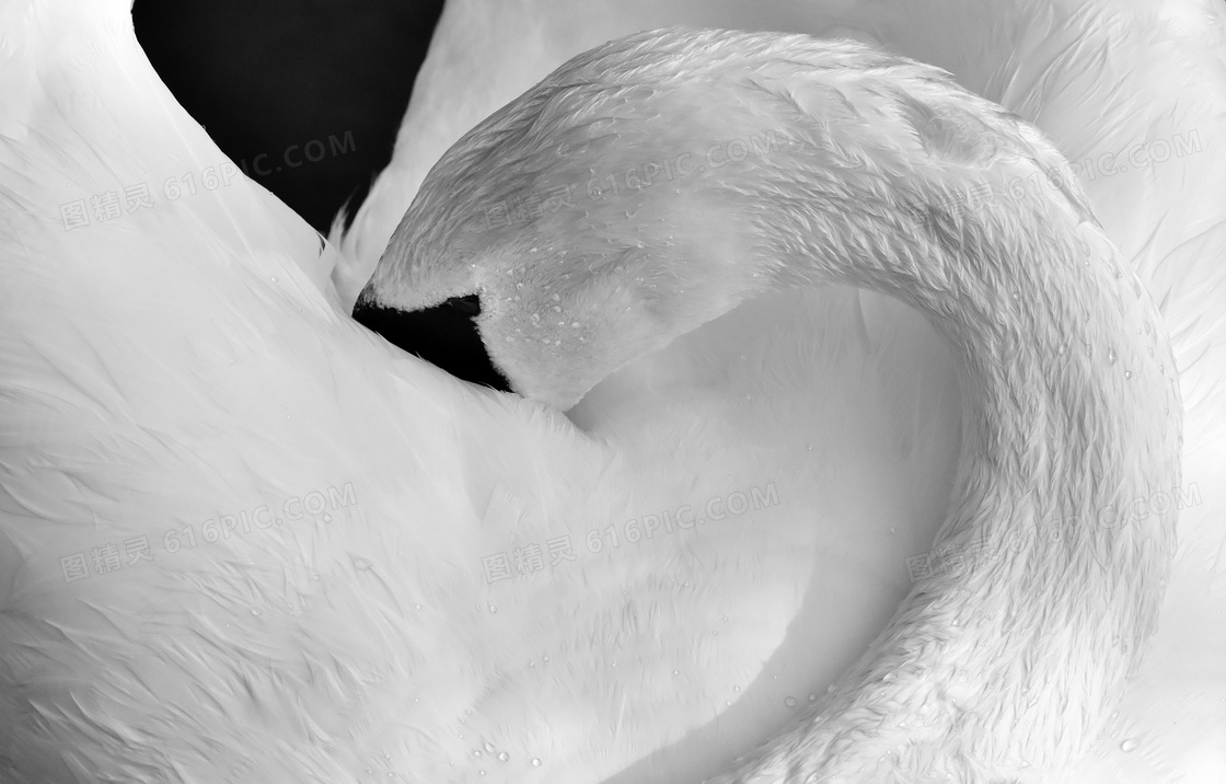 把头藏在羽毛里的天鹅摄影高清图片