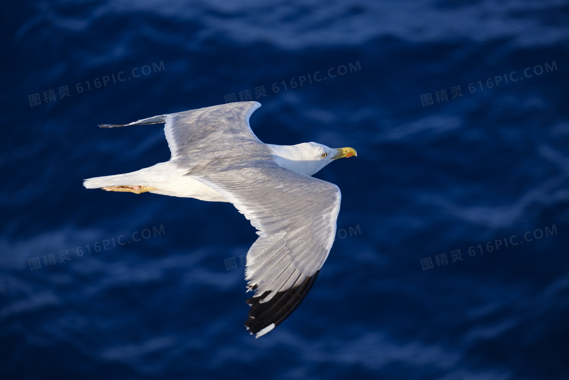 海面上低空飞行的海鸥摄影高清图片
