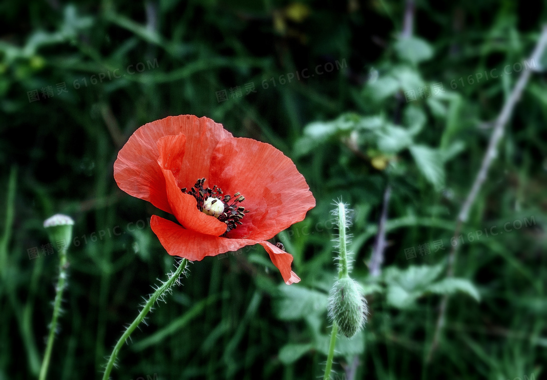 草丛中的一抹红色鲜花摄影高清图片