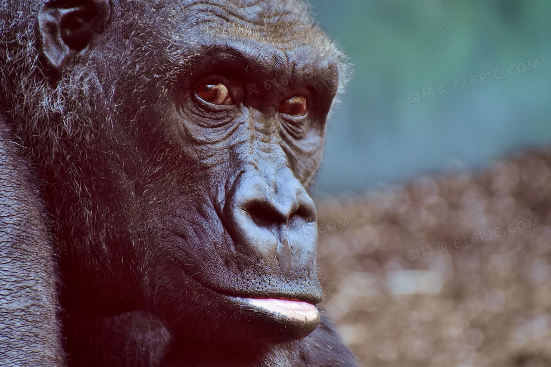 一只年长的大猩猩特写摄影高清图片