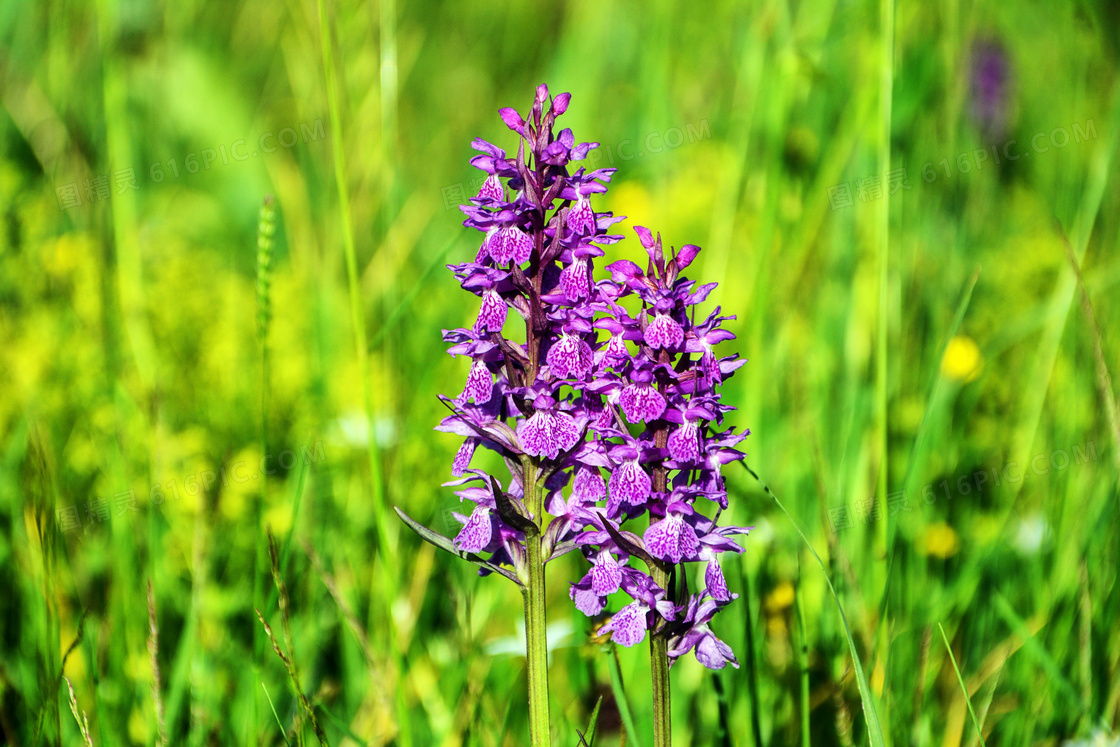 草丛中的紫色花卉特写摄影高清图片
