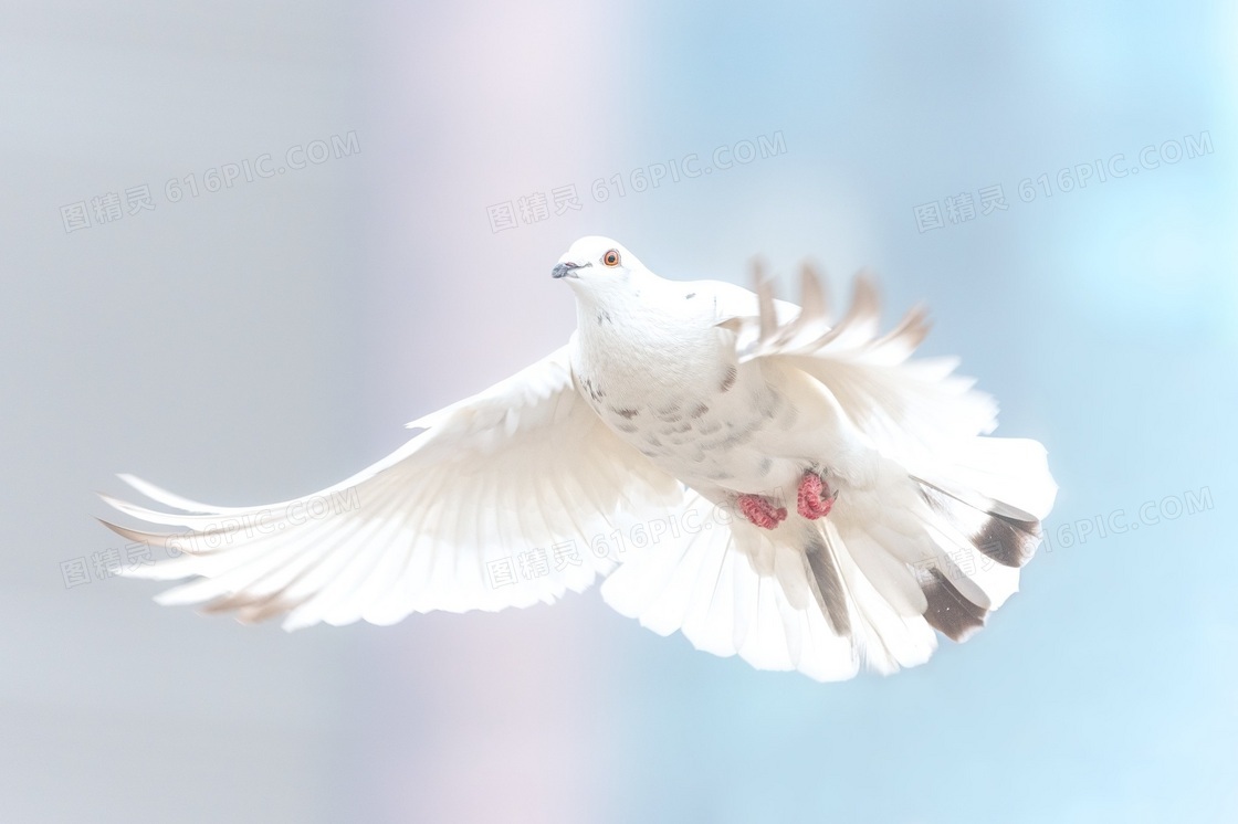 天空中展翅高飞的白鸽摄影高清图片