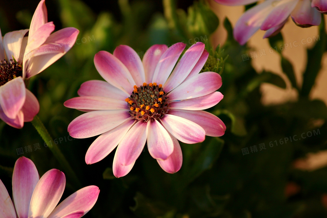 粉红色花瓣的鲜花特写摄影高清图片