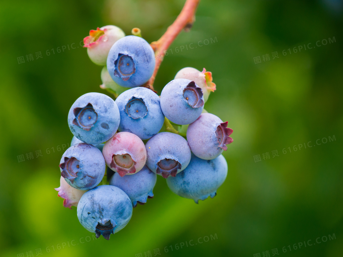 树枝上的蓝莓近景特写摄影高清图片