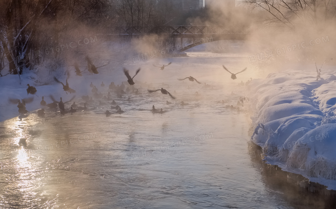 冬天水面上惊起的飞鸟摄影高清图片
