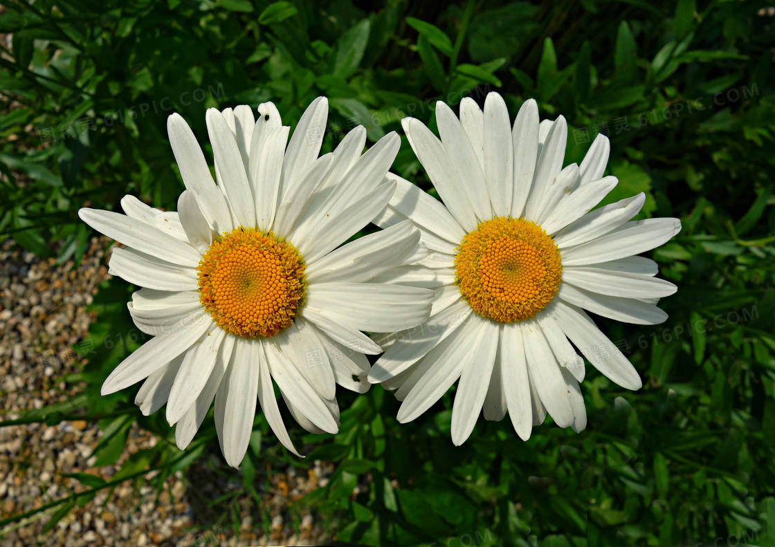 两朵海棠花摄影图高清摄影大图-千库网