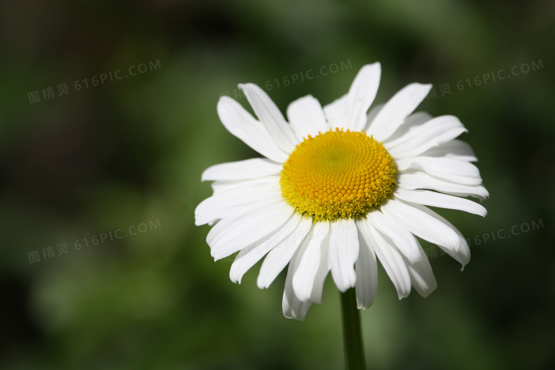 开着白色花的菊花微距摄影高清图片