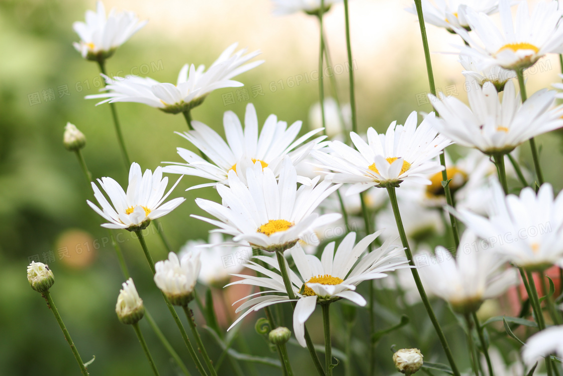 春天里绽放的白色花丛摄影高清图片