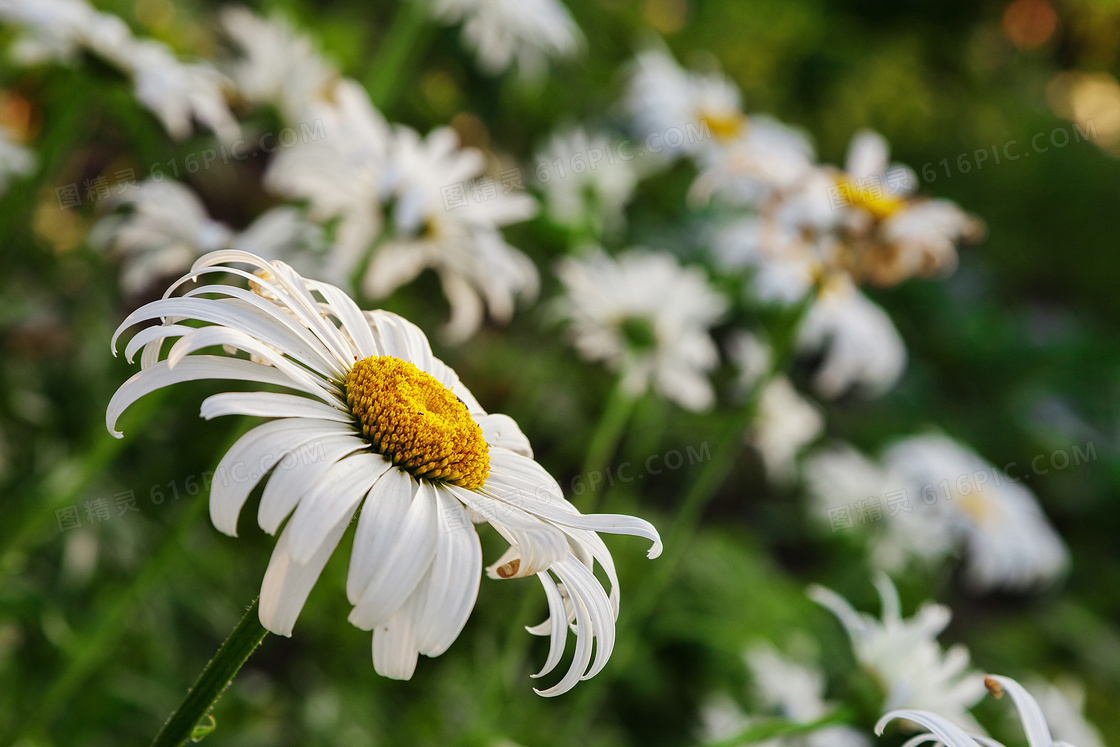在花草丛中的白色菊花摄影高清图片