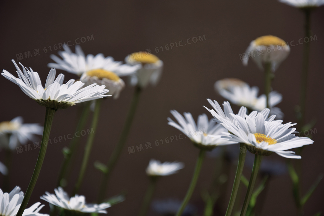 白色菊花植物微距特写摄影高清图片