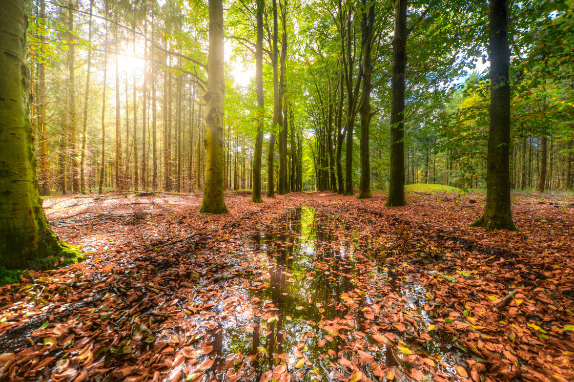清晨森林中的树木和落叶摄影图片