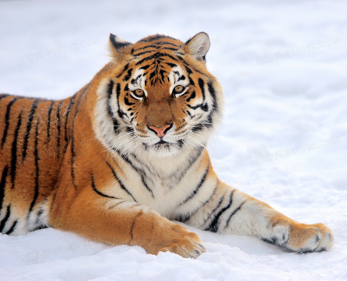雪地上卧着的一只老虎摄影高清图片