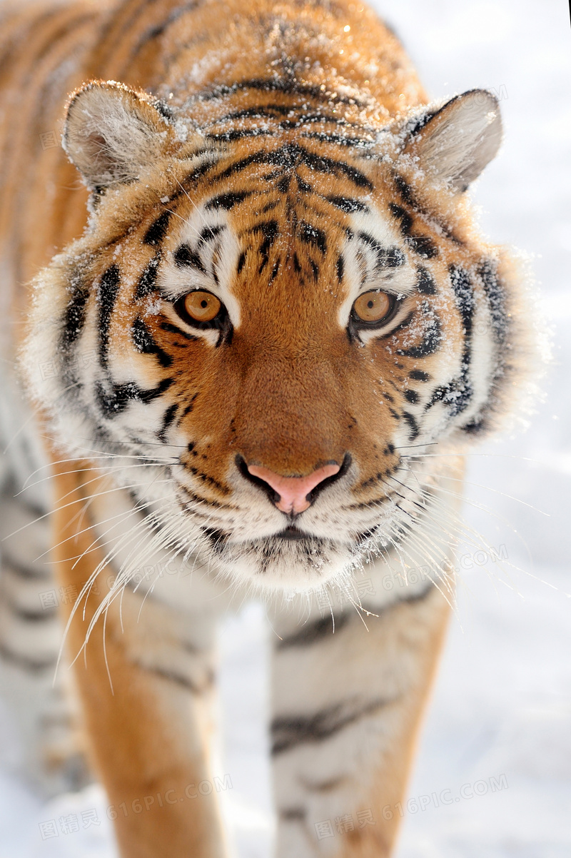 雪地上瞪着圆眼睛的大老虎高清图片