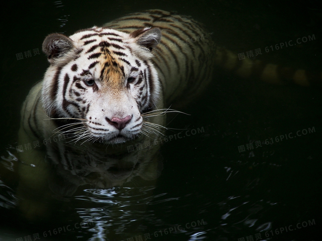在趁黑游水渡河的老虎摄影高清图片