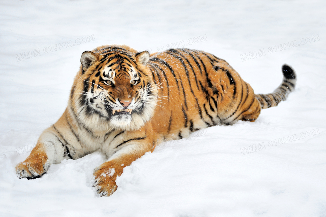 雪地上恶狠狠的大老虎摄影高清图片