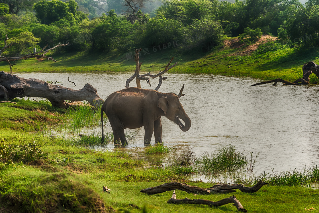 一头在水边饮水的大象摄影高清图片