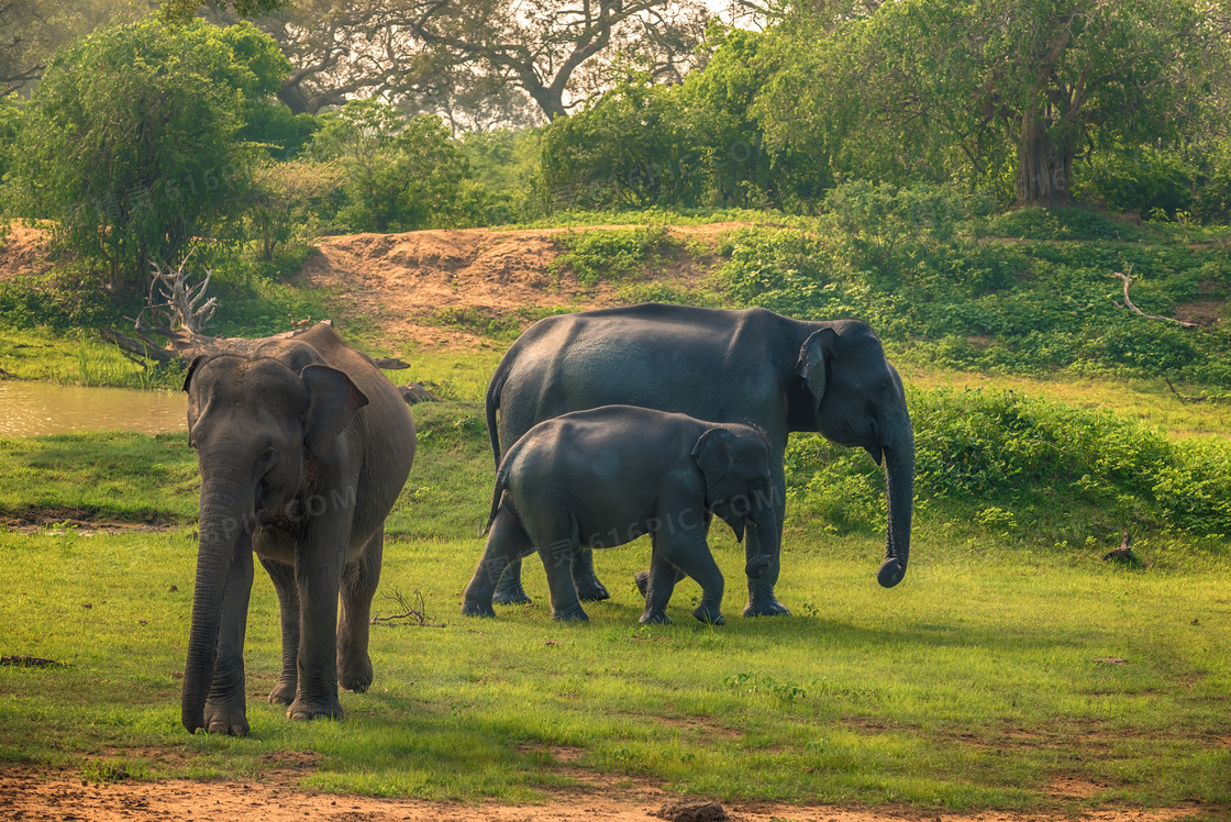 树丛与在草地上的大象摄影高清图片