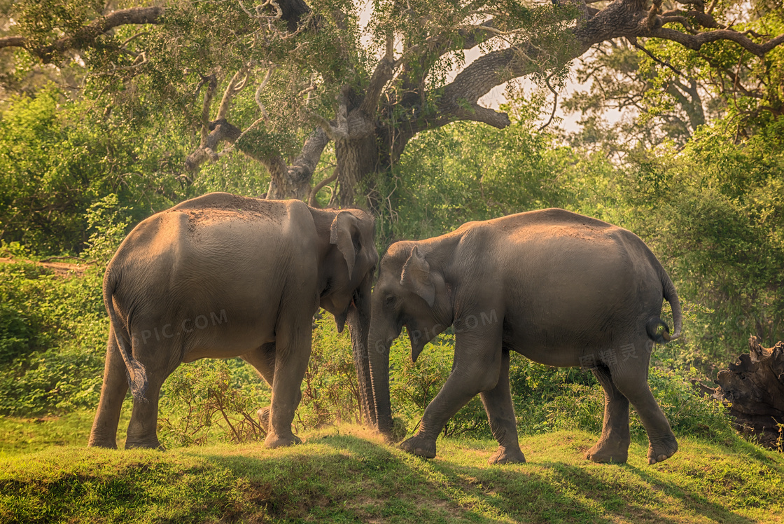 头顶在一起的两只大象摄影高清图片