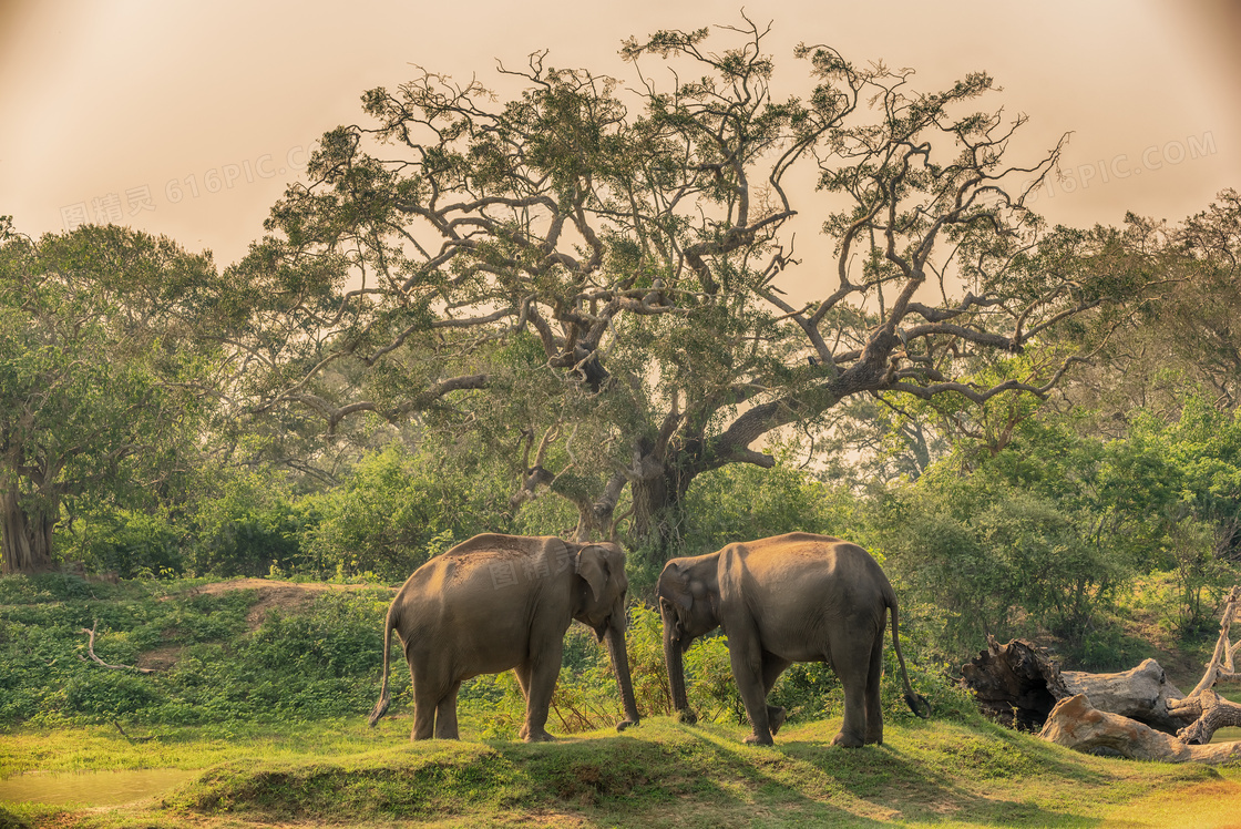 草原上的树丛与俩大象摄影高清图片