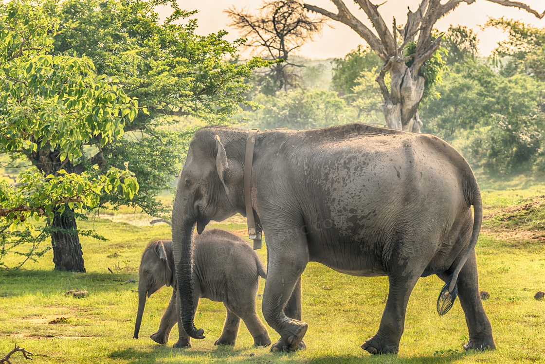 行走在草原上的俩大象摄影高清图片