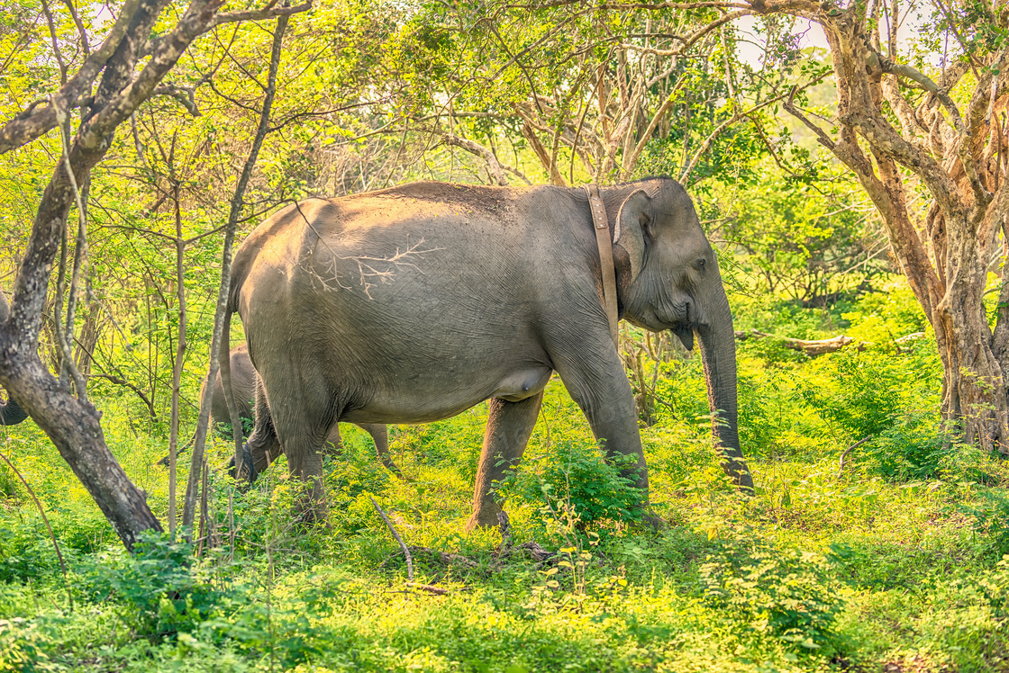 走在丛林中的一头大象摄影高清图片