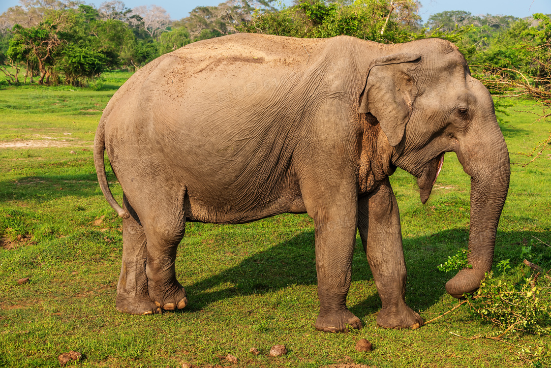 草原上的一只大象特写摄影高清图片